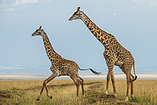 非洲,肯尼亚,马赛马拉国家保护区,三角形,马拉河,盆地,长颈鹿,大幅,尺寸