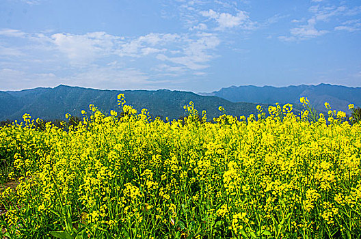 田园风光