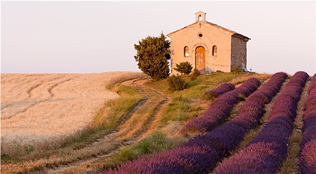 小教堂,薰衣草,庄稼地,瓦伦索高原,普罗旺斯,法国