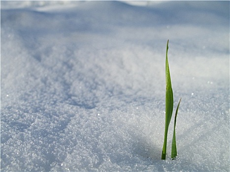 草,雪中