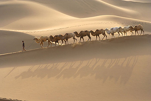 新疆库木塔格沙漠中的驼队