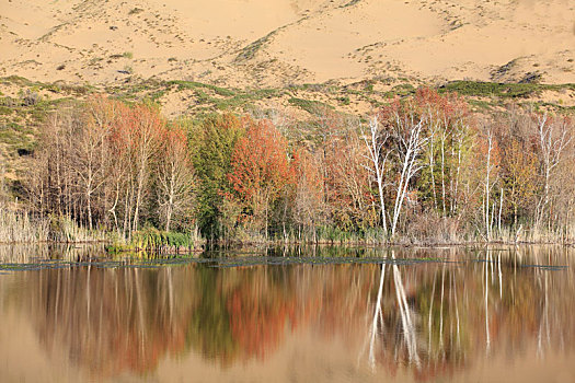 新疆阿勒泰哈巴河县白沙湖风景区