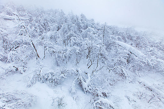 西岭雪山大雪的美丽风景