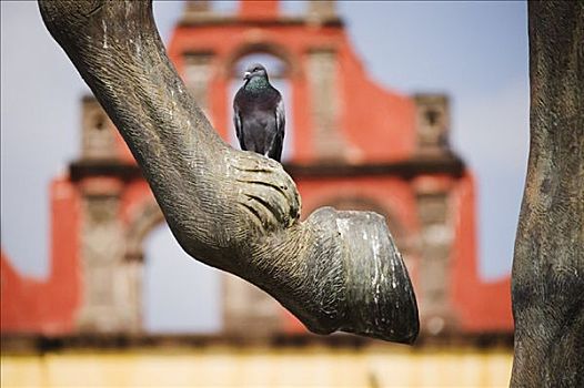 鸽子,圣米格尔,墨西哥