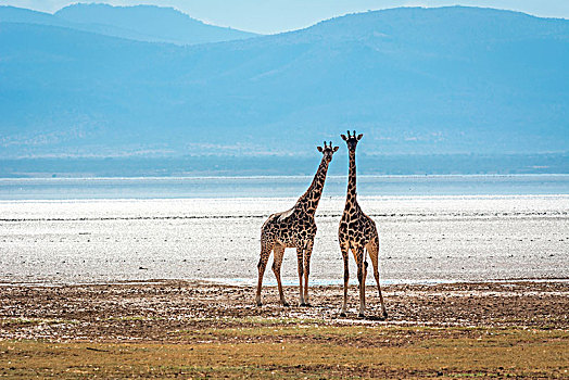坦桑尼亚,非洲,湖,国家公园,两个,幼兽,长颈鹿