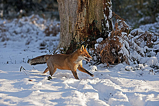 红狐,狐属,成年,站立,雪,诺曼底