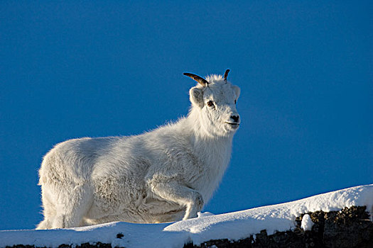 绵羊,白大角羊,羊羔,雪中,育空,加拿大