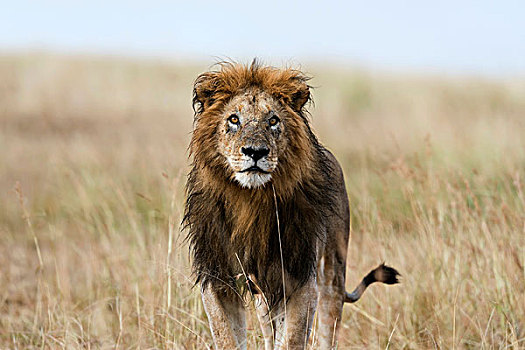湿,狮子,雄性,马赛马拉,肯尼亚,非洲