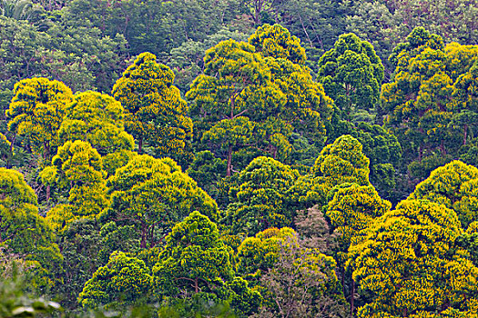 雨林,鲣,国家公园,洪都拉斯