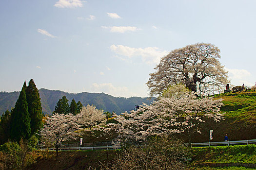 树,樱花,冈山,日本