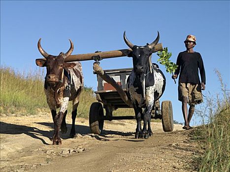 一个,男人,牛,拉拽,手推车,乡村道路