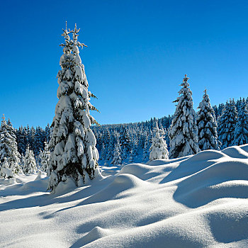 积雪,原生态,冬季风景,云杉,遮盖,雪,哈尔茨山,国家公园,靠近,萨克森安哈尔特,德国,欧洲