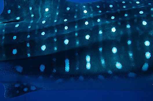 鲸鲨,斑点,澳大利亚