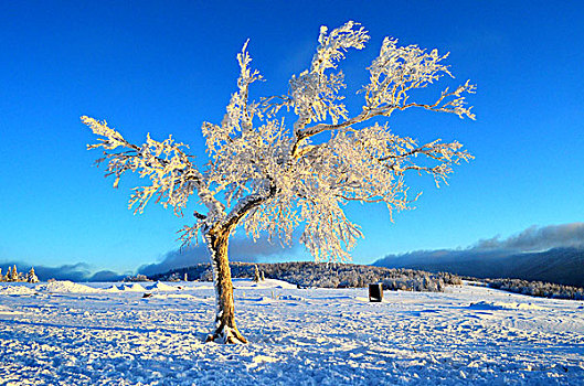 中国雪乡,羊草山,雪景,东北,黑龙江,牡丹江