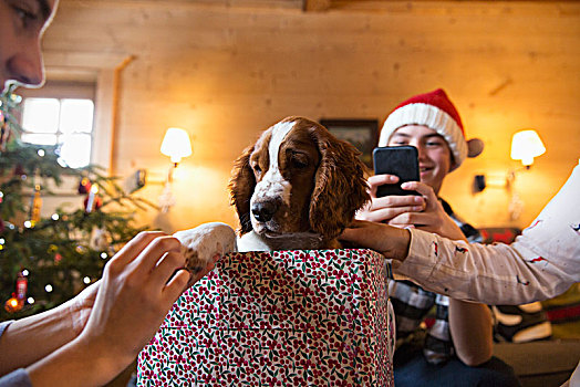 家庭,狗,圣诞礼物,盒子
