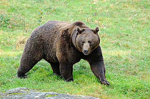 欧洲棕熊,熊棕熊棕熊,在草地上行走,巴伐利亚森林国家公园,巴伐利亚,德国