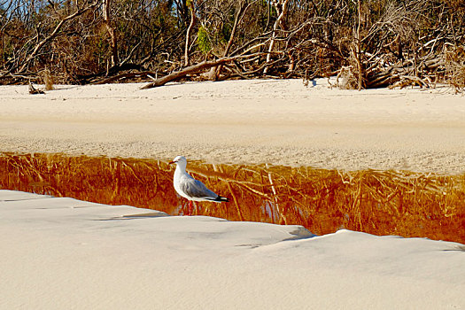 澳大利亚白天堂沙滩红嘴鸥