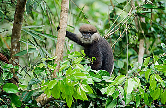 叶猴,树上,生物保护区,斯里兰卡