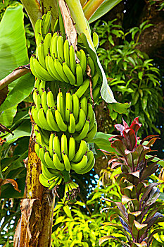 香蕉,靠近,卡斯特里,西印度群岛