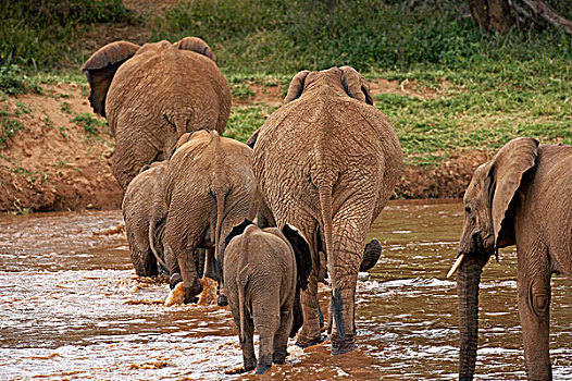 非洲象,牧群,河,公园,肯尼亚