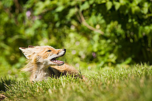 红狐,狐属,阿拉斯加,半岛,靠近,假的,西南方,美国