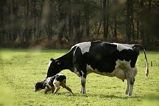 母牛,站立,幼兽,地点