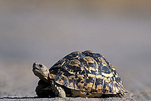 博茨瓦纳,乔贝国家公园,豹纹龟,慢,走,干燥,沙子,萨维提,湿地