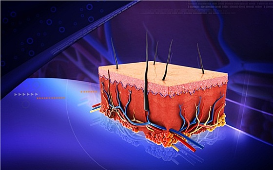 皮肤