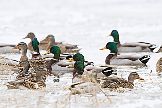 野鸭,绿头鸭,湿地,冬天,伊利诺斯,美国
