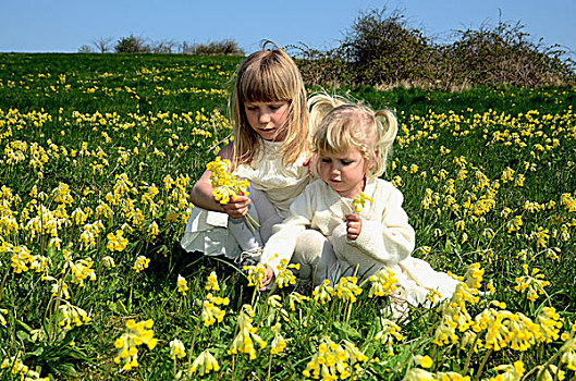两个女孩,2岁,穿,夏裙,地点,黄花九轮草,瑞典,欧洲