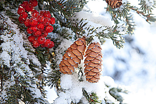 接骨木,积雪,常青树,阿拉斯加,冬天