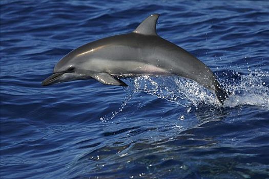 飞旋海豚,长吻原海豚,跳跃,岛屿,日本