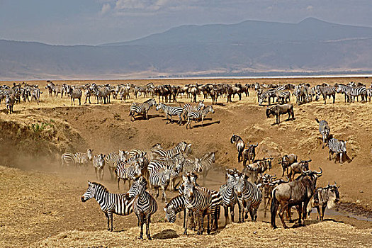 斑马,角马,床,恩戈罗恩戈罗火山口,坦桑尼亚