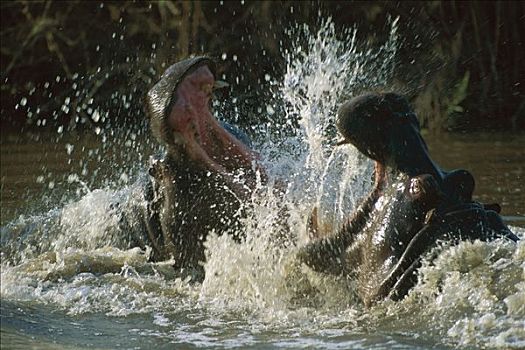 河马,两个,雄性动物,争斗,莫瑞米,野生动植物保护区,博茨瓦纳