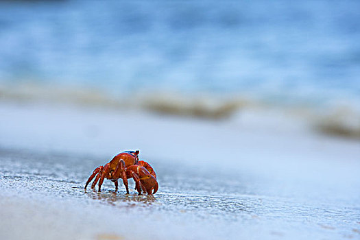 圣诞节,岛屿,红色,螃蟹,走,海滩,海洋,澳大利亚