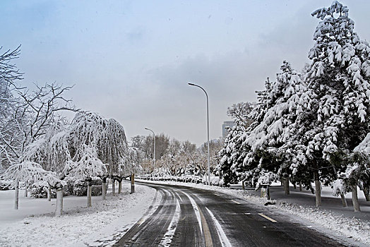 雪地,雾凇,树林,道路