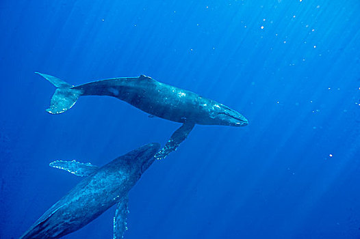 驼背鲸,大翅鲸属,鲸鱼,一对,毛伊岛,夏威夷