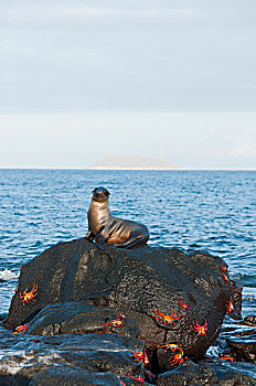 加拉帕戈斯,海狮,加拉帕戈斯海狮,幼仔,岩石上,方蟹,加拉帕戈斯群岛,厄瓜多尔