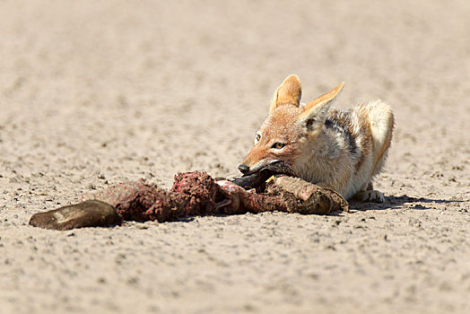 黑背狐狼,黑背豺,死,海豹,纳米比诺克陆夫国家公园,三明治,港口,埃龙戈区,纳米比亚,非洲