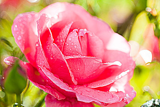粉红玫瑰,露珠