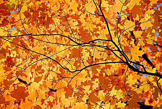 背景,鲜明,橙色,秋天,枫叶,树枝