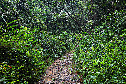 小路,热带,植被,树林,自然保护区,斯里兰卡,亚洲