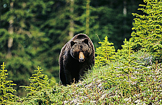 大,大灰熊,西部,斜坡,加拿大,落矶山,不列颠哥伦比亚省