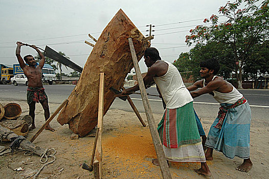 锯木场,工人,锯,树干,市场,达卡,孟加拉,四月,2005年