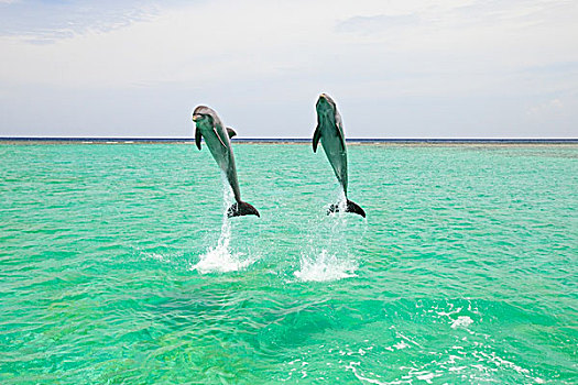 海湾群岛,洪都拉斯,两个,宽吻海豚,跳跃,室外,水,钥匙,胜地