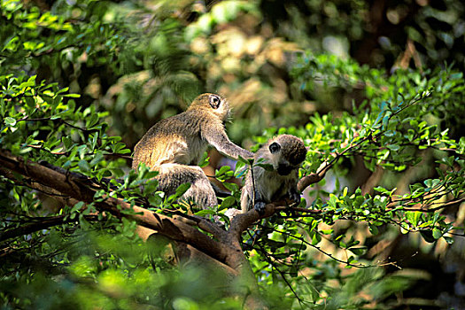 肯尼亚,安伯塞利国家公园,黑长尾猴,幼兽