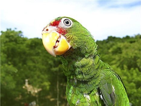 鹦鹉,绿色,中美洲