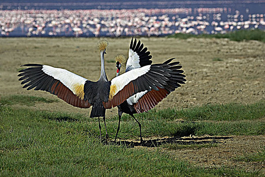 鹤,灰冠鹤,一对,求爱,展示,纳库鲁,公园,肯尼亚