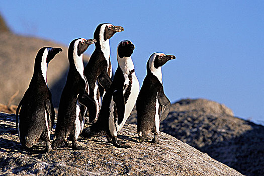 企鹅,站立,石头,岛屿,岬角,西海角,南非