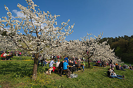 樱花,节日,樱桃,果园,中间,弗兰克尼亚,巴伐利亚,德国,欧洲